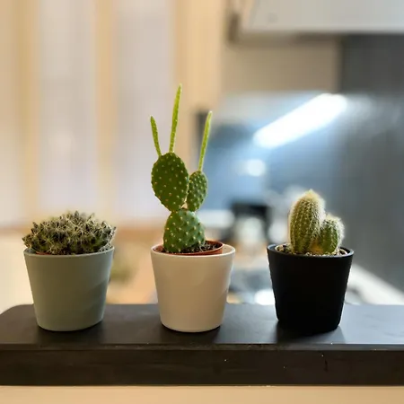 Apartment Caruggi Dream